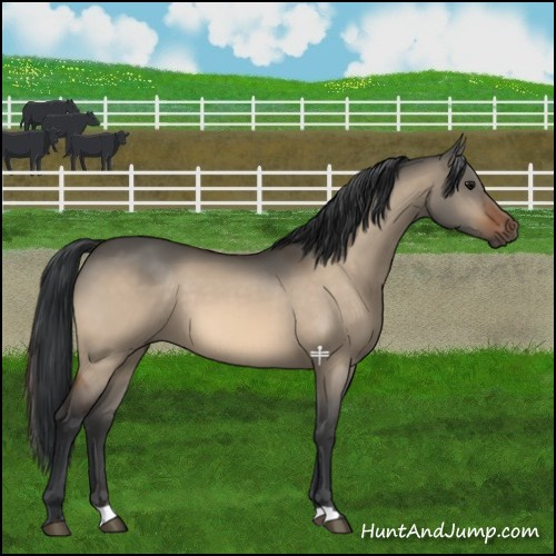 Horse Color:Bay Dun 