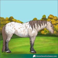 Horse Color:Bay Dun Appaloosa 