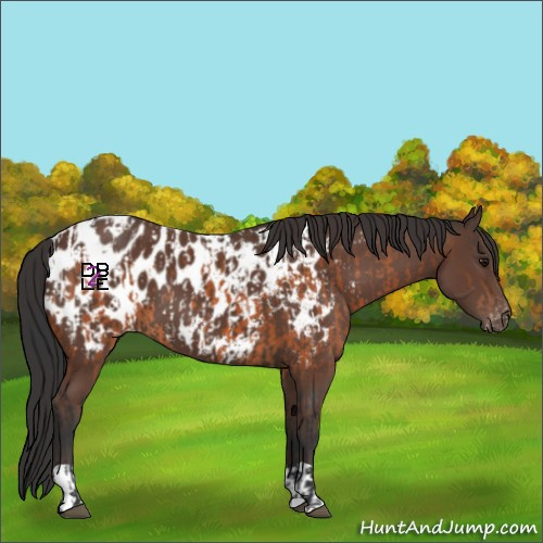 Horse Color:Bay Near Leopard and Bay Near Leopard