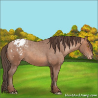 Horse Color:Amber Champagne Appaloosa and Amber Champagne Appaloosa