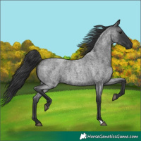 Horse Color:Blue Roan 