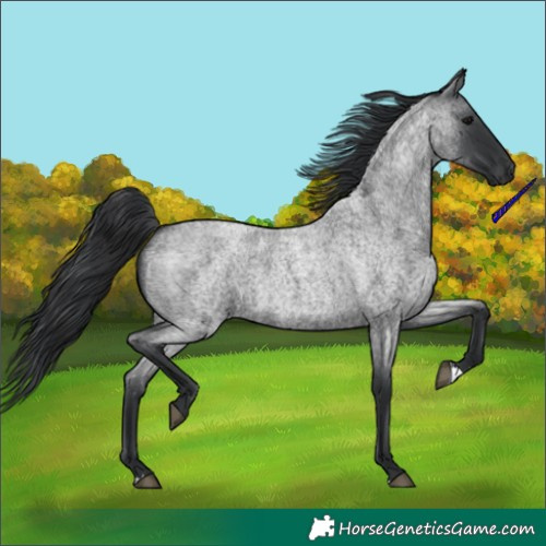 Horse Color:Blue Roan 