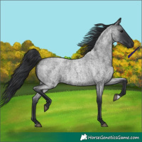 Horse Color:Blue Roan 