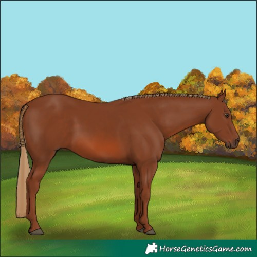 Horse Color:Chestnut Rabicano 