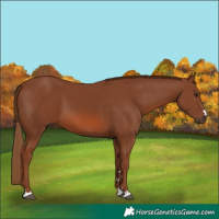 Horse Color:Chestnut 