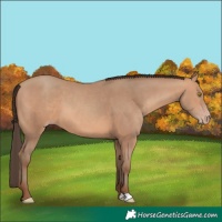 Horse Color:Amber Champagne 