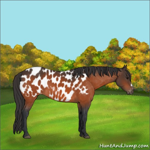 Horse Color:Bay Appaloosa 