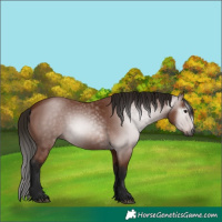 Horse Color:Gray Bay 