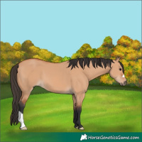 Horse Color:Bay Dun 