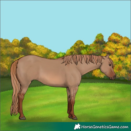 Horse Color:Red Dun