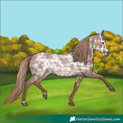 Horse Color:Red Ice Roan Rabicano