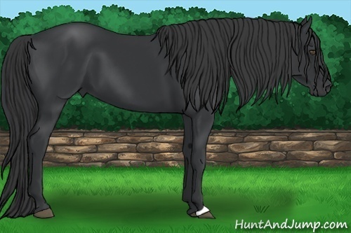 Horse Color:Black Frame 