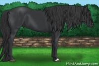 Horse Color:Black Frame 