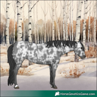 Horse Color:Blue Ice Roan Rabicano