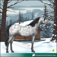 Horse Color:Blue Ice Roan Rabicano 