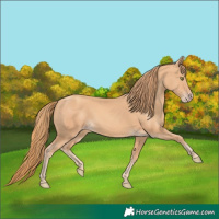 Horse Color:Gold Champagne 
