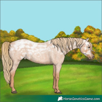 Horse Color:Red Ice Roan Rabicano 