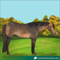 Horse Color:Buckskin 