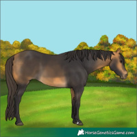Horse Color:Buckskin 
