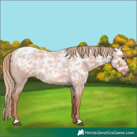 Horse Color:Red Ice Roan Rabicano 