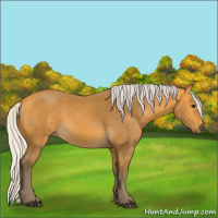 Horse Color:Silver Buckskin 
