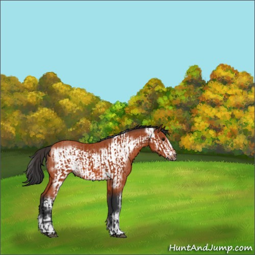 Horse Color:Bay Sabino Rabicano  and Bay Sabino Frame Rabicano 