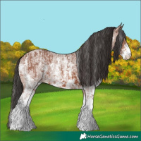 Horse Color:Bay Sabino Rabicano  and Bay Roan Sabino Rabicano 