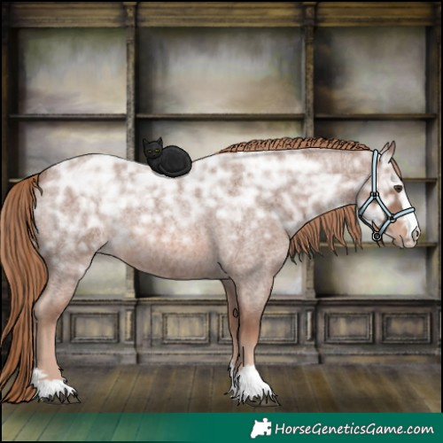 Horse Color:Red Ice Roan Rabicano 