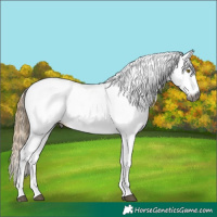 Horse Color:Gray White Spotted Liver Chestnut Ice Rabicano 