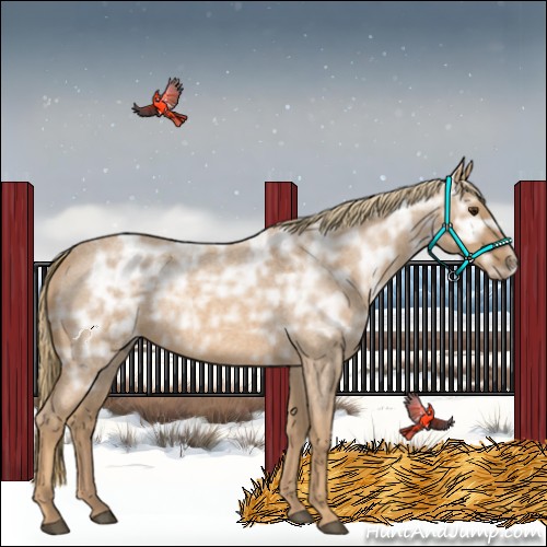 Horse Color:Red Ice Roan Rabicano