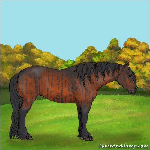 Horse Color:Black and Brown