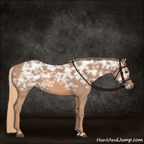 Horse Color:Red Ice Roan Rabicano