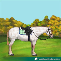 Horse Color:Red Ice Roan Rabicano