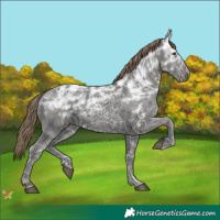 Horse Color:Liver Chestnut Ice 