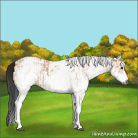 Horse Color:Gray White Spotted Bay Dun Rabicano and Gray White Spotted Bay Dun Rabicano