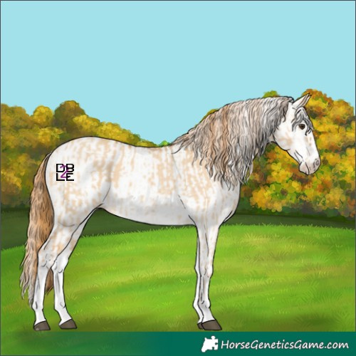 Horse Color:White Spotted Red Dun Rabicano  and White Spotted Red Dun Rabicano 