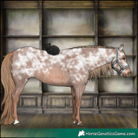 Horse Color:Red Ice Roan Rabicano 