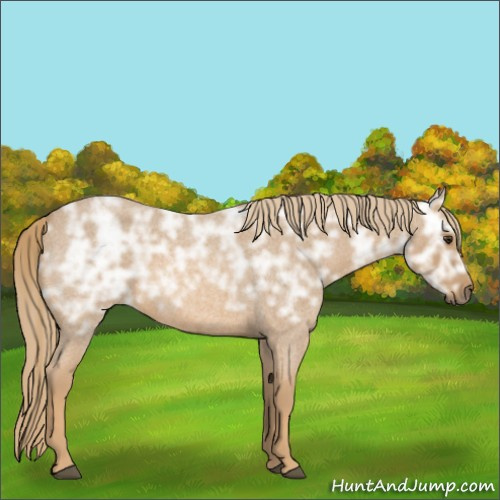 Horse Color:Red Ice Roan Rabicano 
