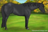 Horse Color:Black Frame 