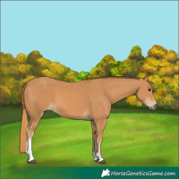 Horse Color:Chestnut Tobiano 
