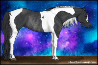 Horse Color:Black Tobiano Rabicano 