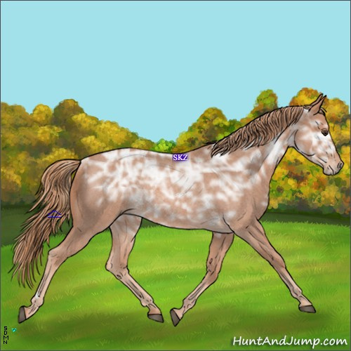 Horse Color:Red Ice Roan Rabicano 