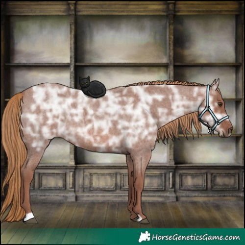 Horse Color:Red Ice Roan Rabicano 