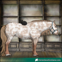 Horse Color:Red Dun Ice Roan Rabicano 