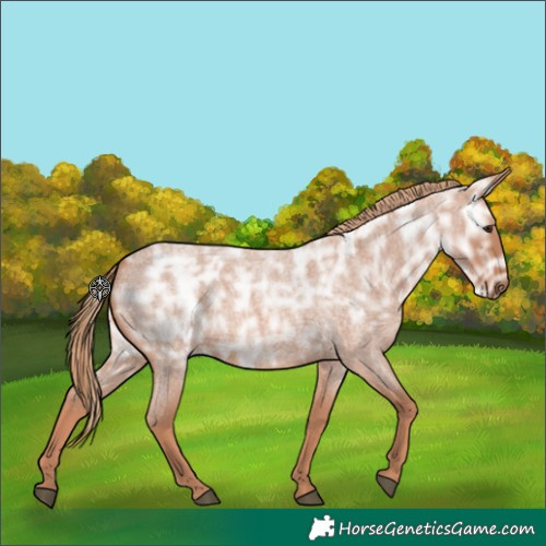 Horse Color:Red Ice Roan Rabicano