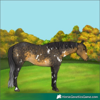 Horse Color:White Spotted Buckskin 