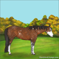 Horse Color:Buckskin Sabino