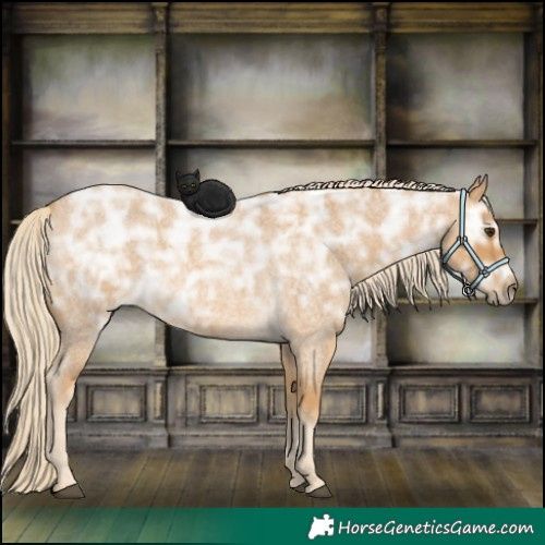 Horse Color:Palomino Ice Roan Rabicano 