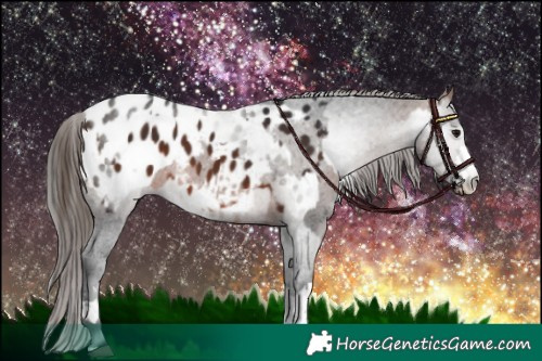 Horse Color:Bay Appaloosa and Gray Bay Appaloosa