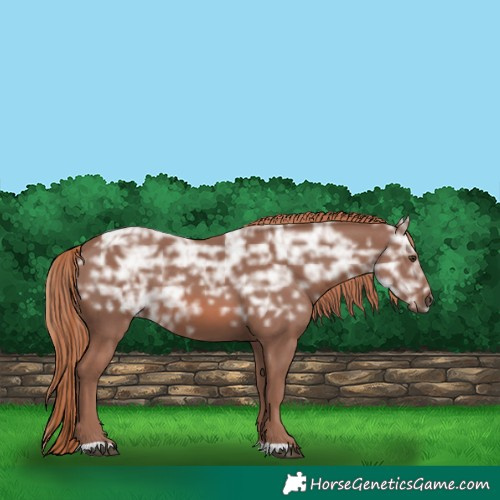 Horse Color:Chestnut Ice Rabicano